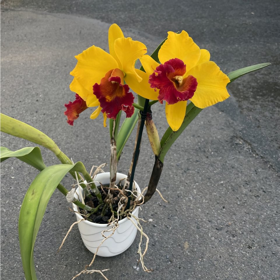 Rlc. Dresden  M