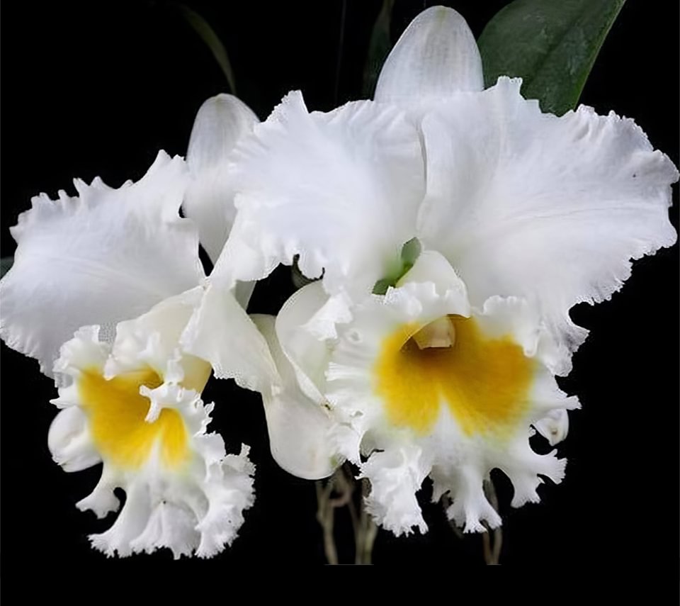 Rlc. Platinum Charm