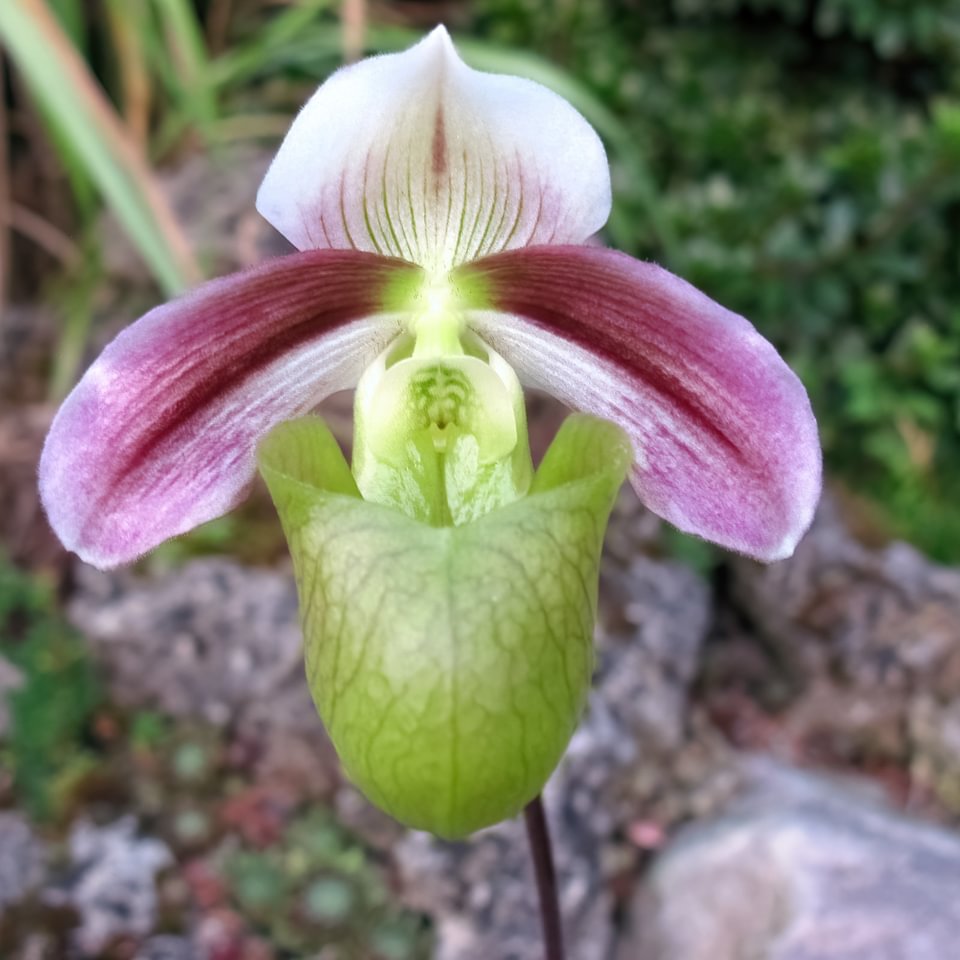 Paphiopedilum violascens