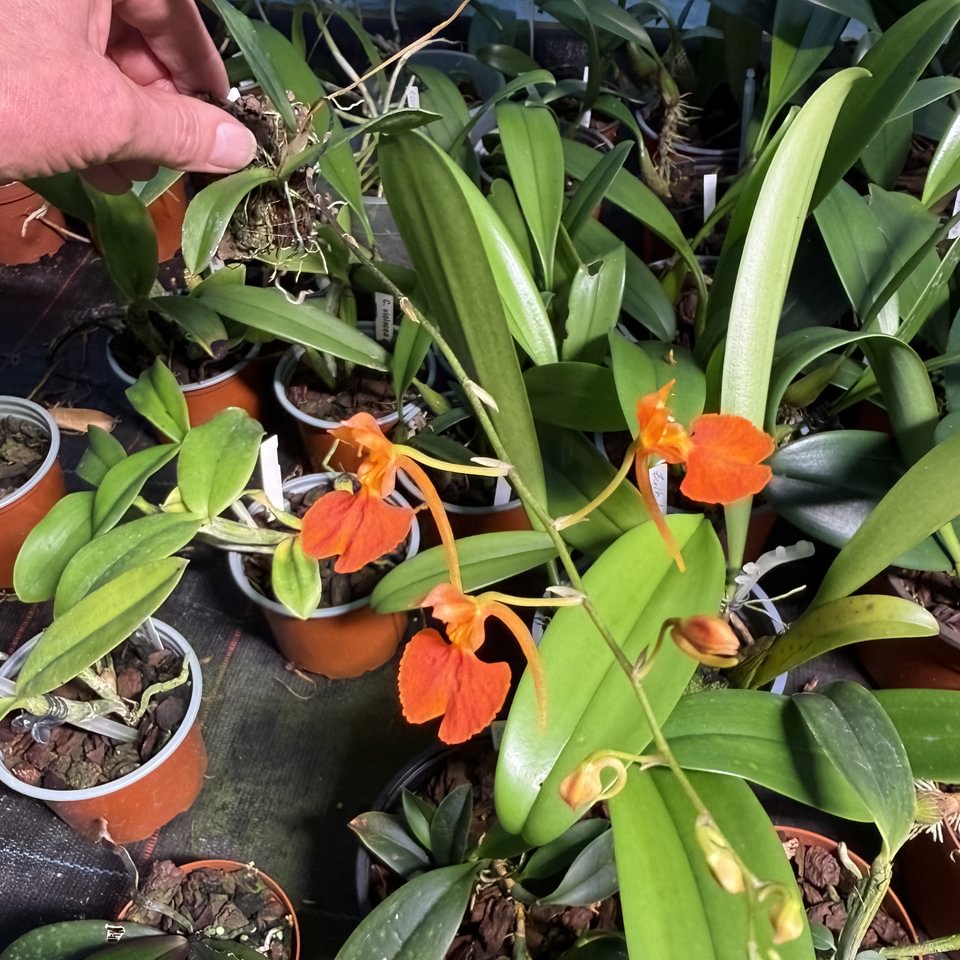 Comparetia coccinea