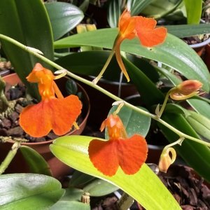 Comparetia coccinea