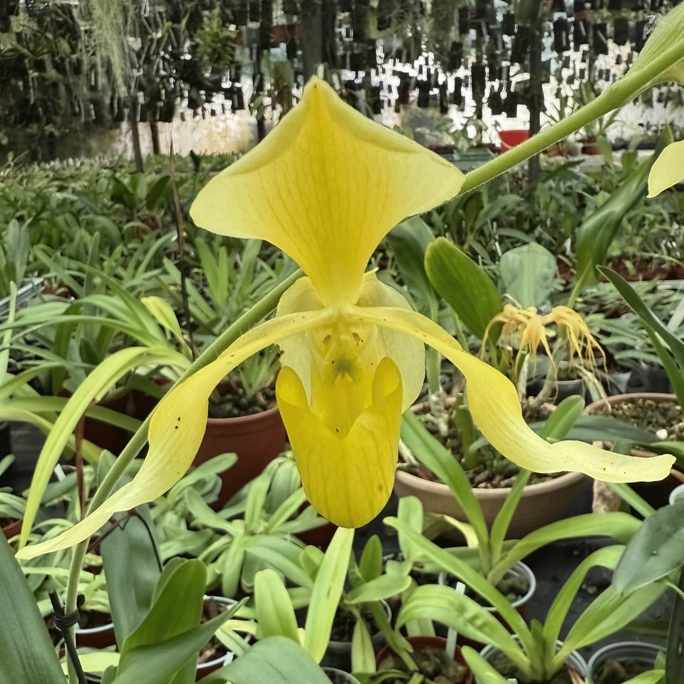 Paphiopedilum lowii var. alba
