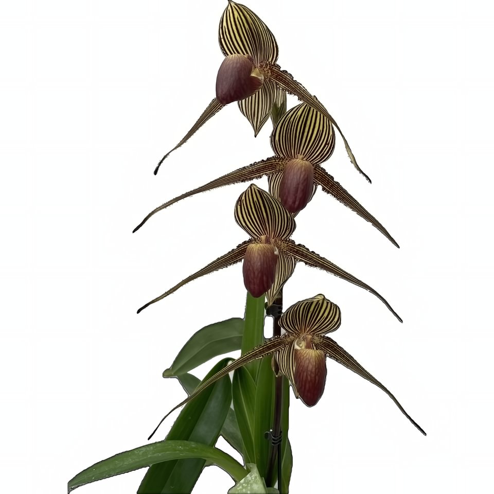 Paphiopedilum rothschildianum (Nachzucht vom Champion)