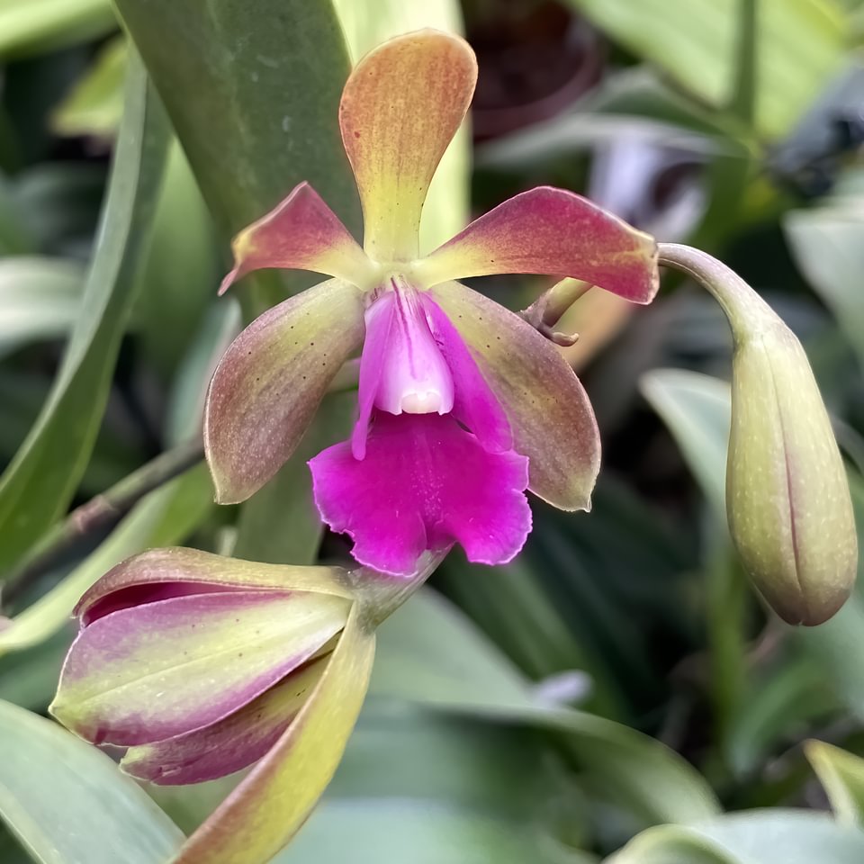 Robertsara Green Wonder (Epicyclia MabelKanda x Ctt. Loog Tone)