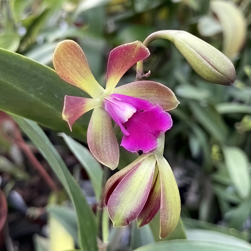 Robertsara Green Wonder (Epicyclia MabelKanda x Ctt. Loog Tone)