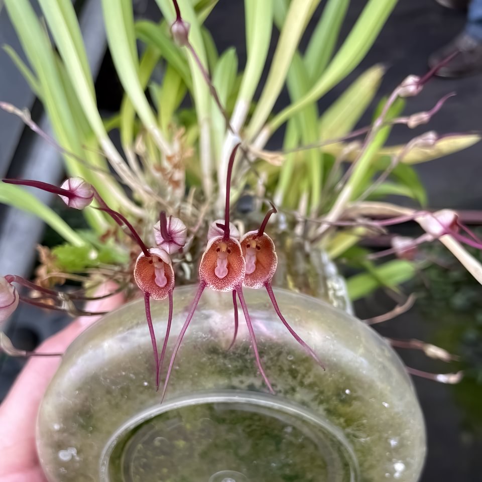 Dracula benedictii