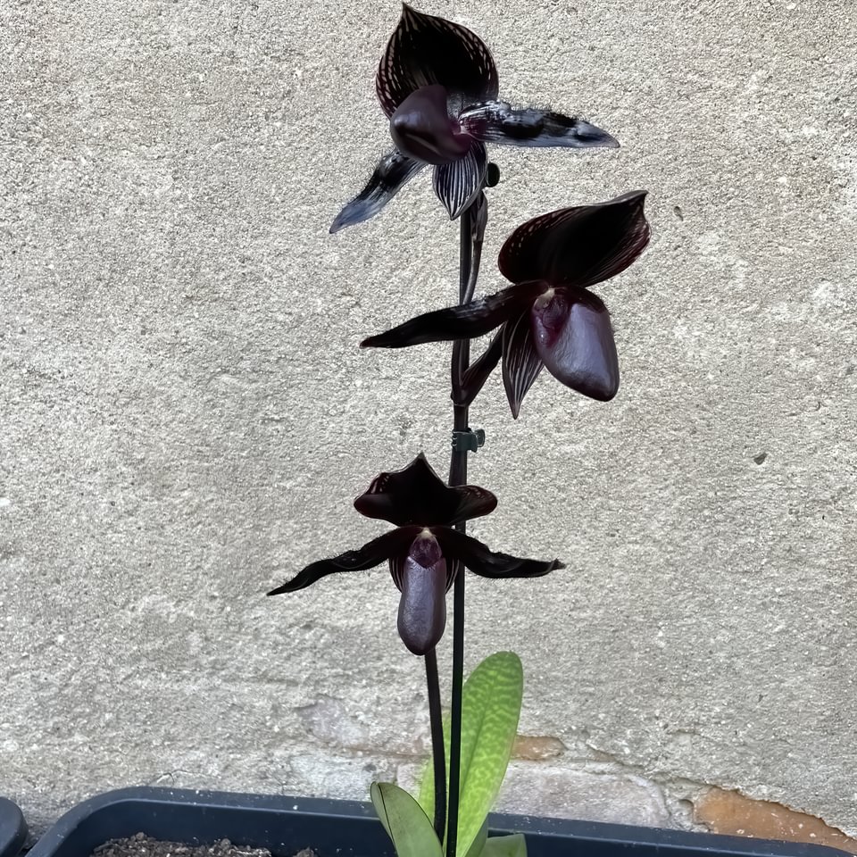 Paphiopedilum ,Dresden Midnight'(Paph. rothschildianum x P. Maud