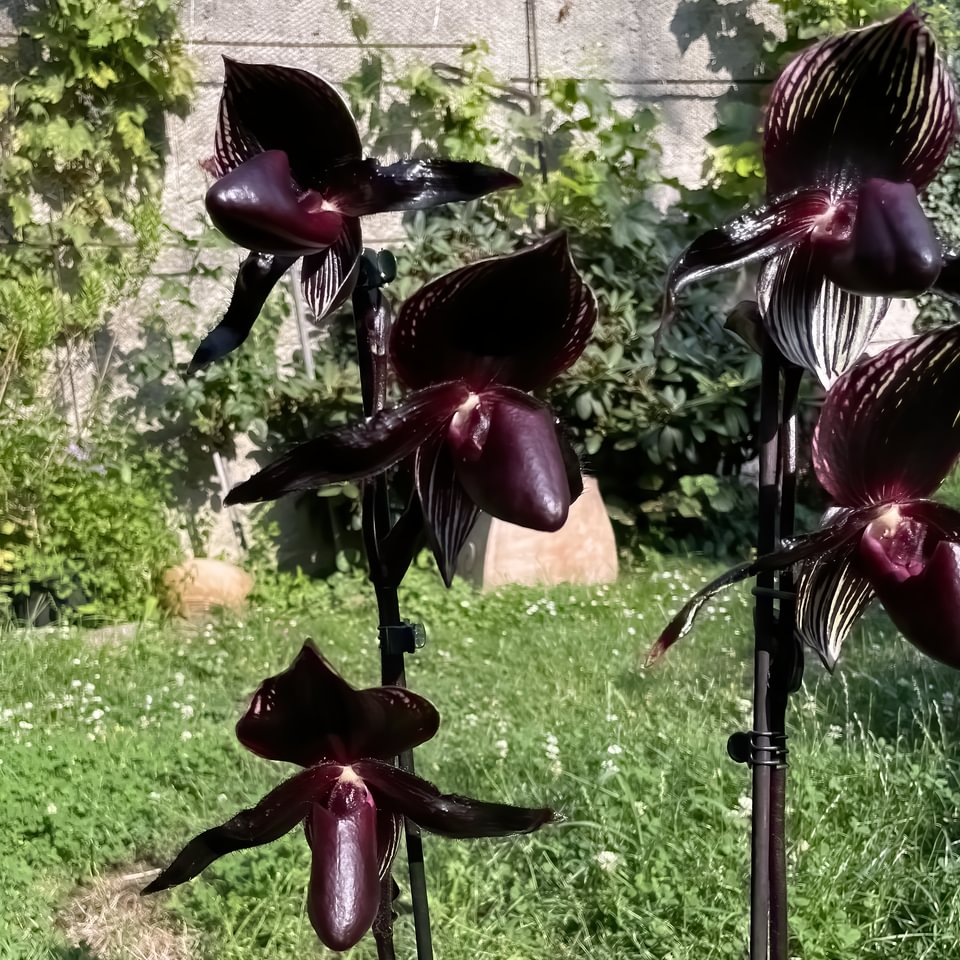 Paphiopedilum ,Dresden Midnight'(Paph. rothschildianum x P. Maud