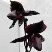 Paphiopedilum ,Dresden Midnight'(Paph. rothschildianum x P. Maud