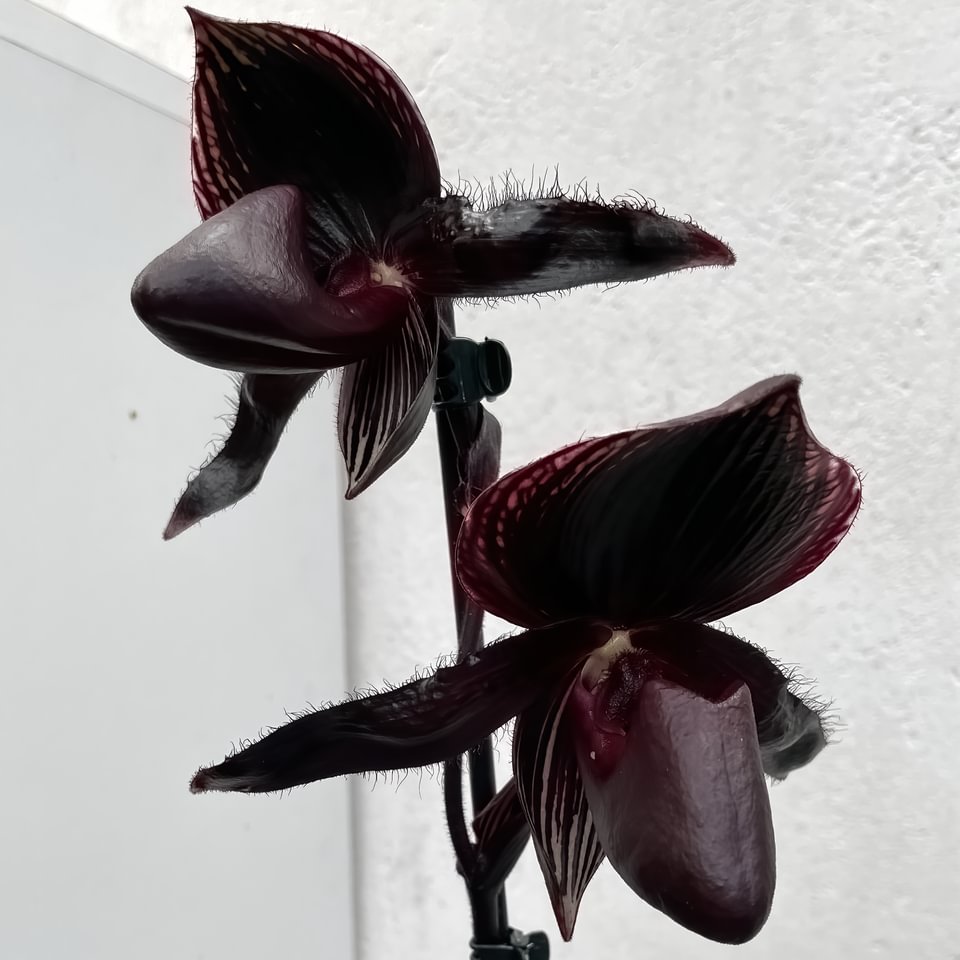 Paphiopedilum ,Dresden Midnight'(Paph. rothschildianum x P. Maud