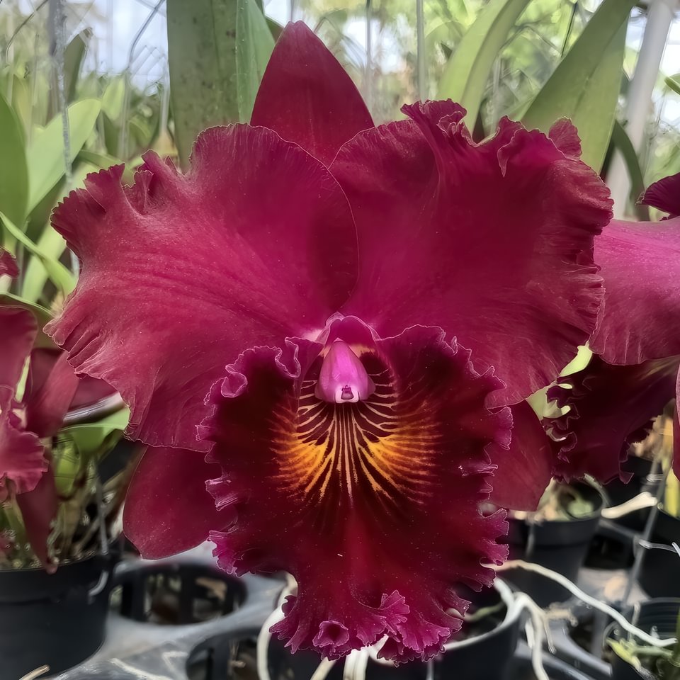 Rlc. Shinfong Unique ,Red Tian Mu'