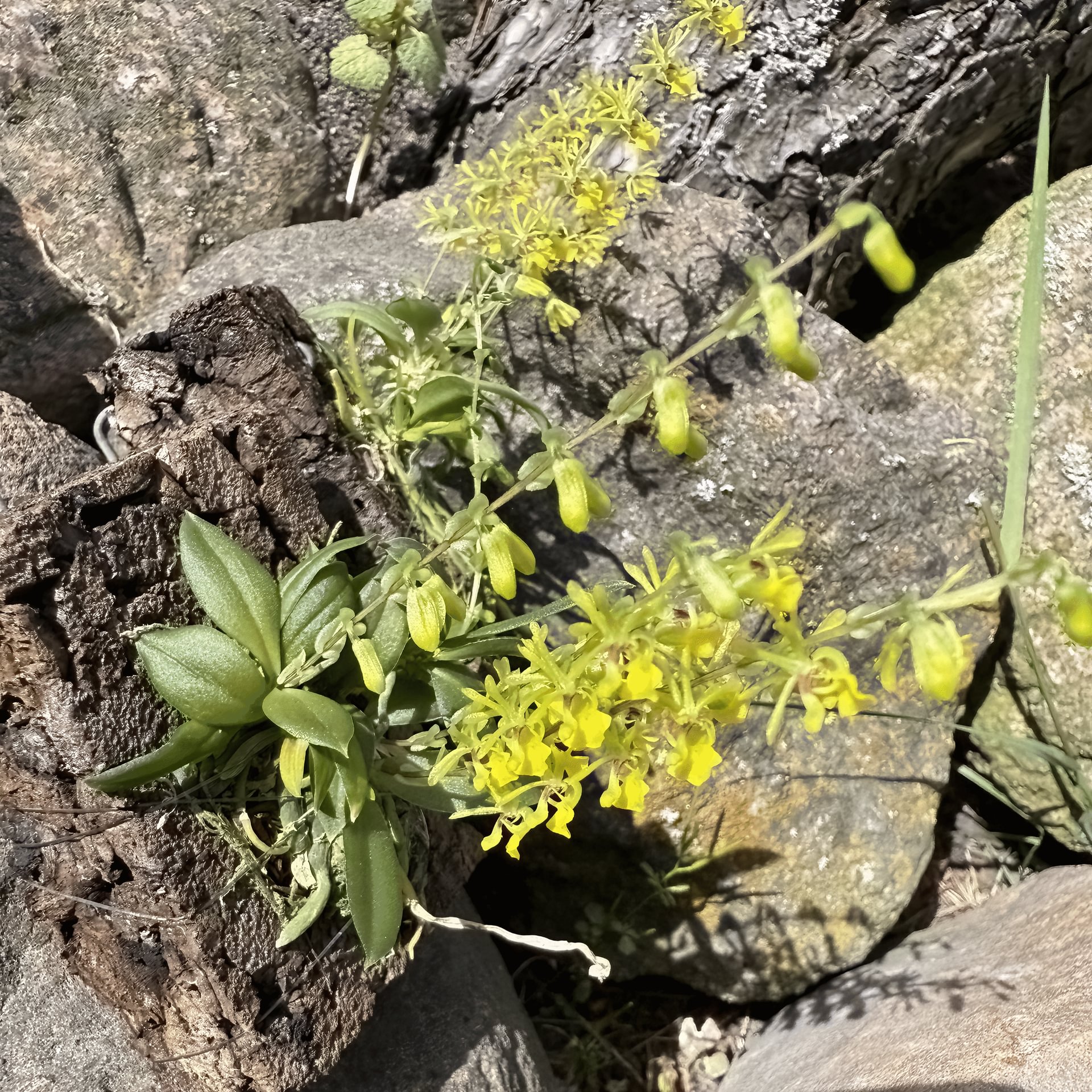 Platyrhiza quadricolor