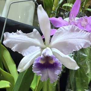 Cattleya  x Canhamiana fm. coerulea ,Azure Skies'