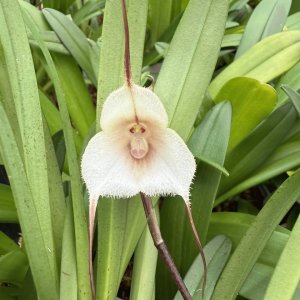 Dracula amaliae