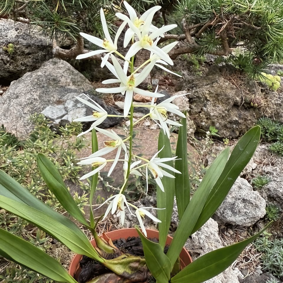 Epigeneium cymbidioides