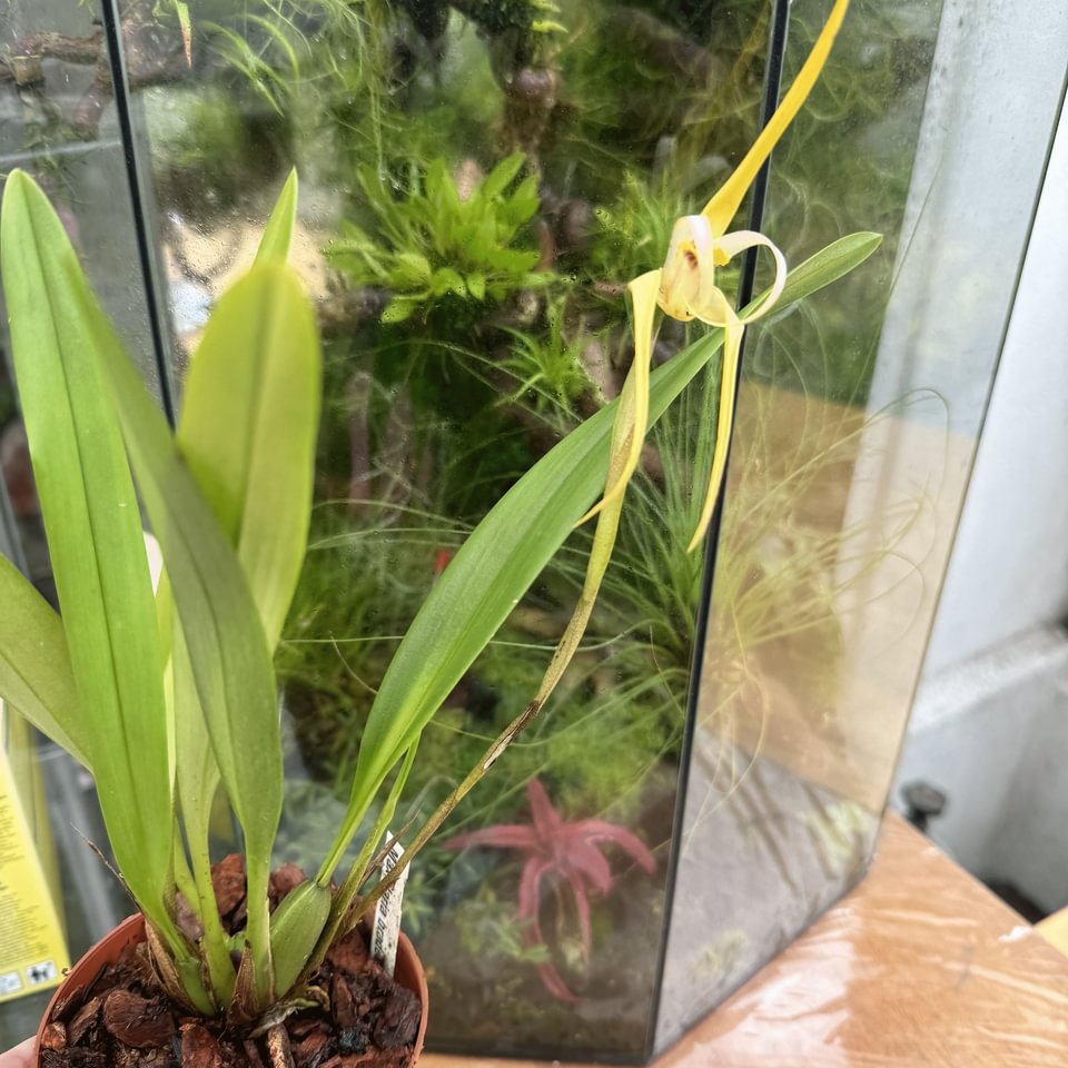 Maxillaria bradei