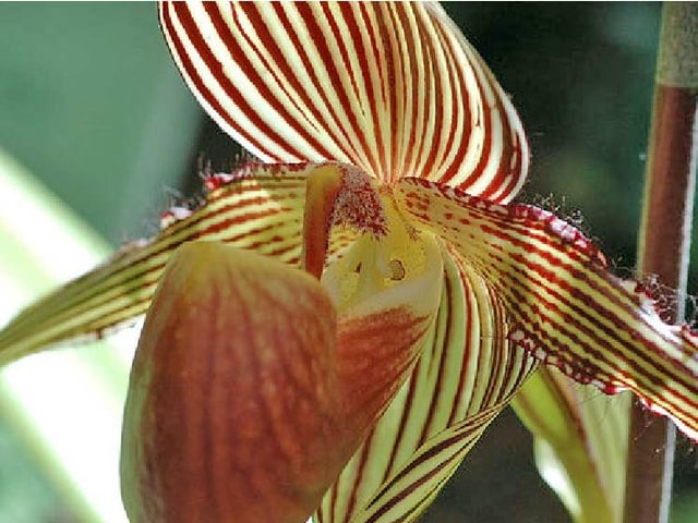 Paphiopedilum rothschildianum