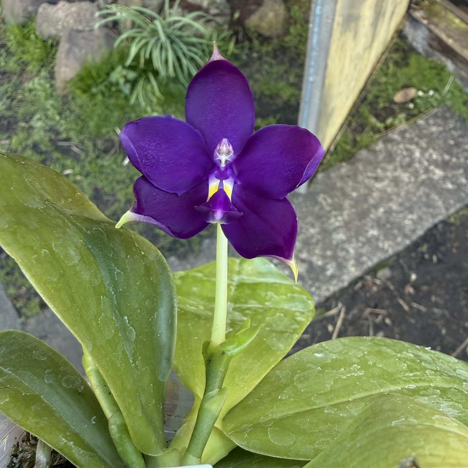 Phalaenopsis KS Samera x violacea ,Blue Indigo'