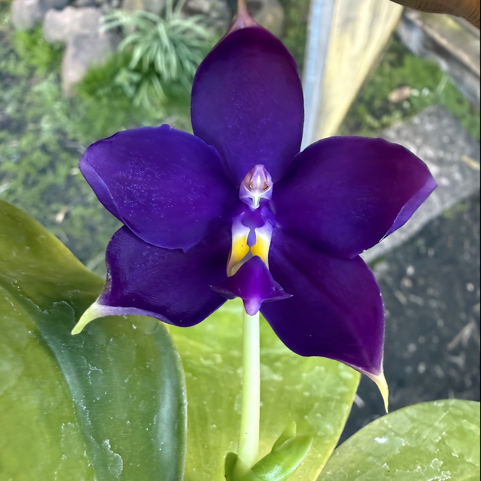Phalaenopsis KS Samera x violacea ,Blue Indigo'