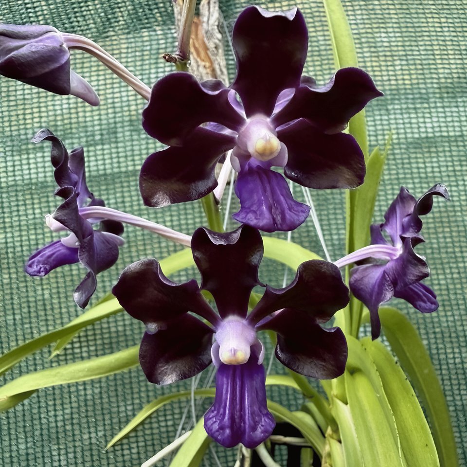Vanda merillii Kreuzung  ,Black Knight'