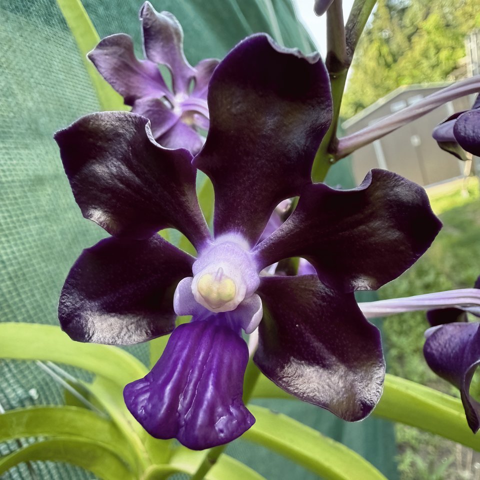 Vanda merillii incrocio ,Black Knight'