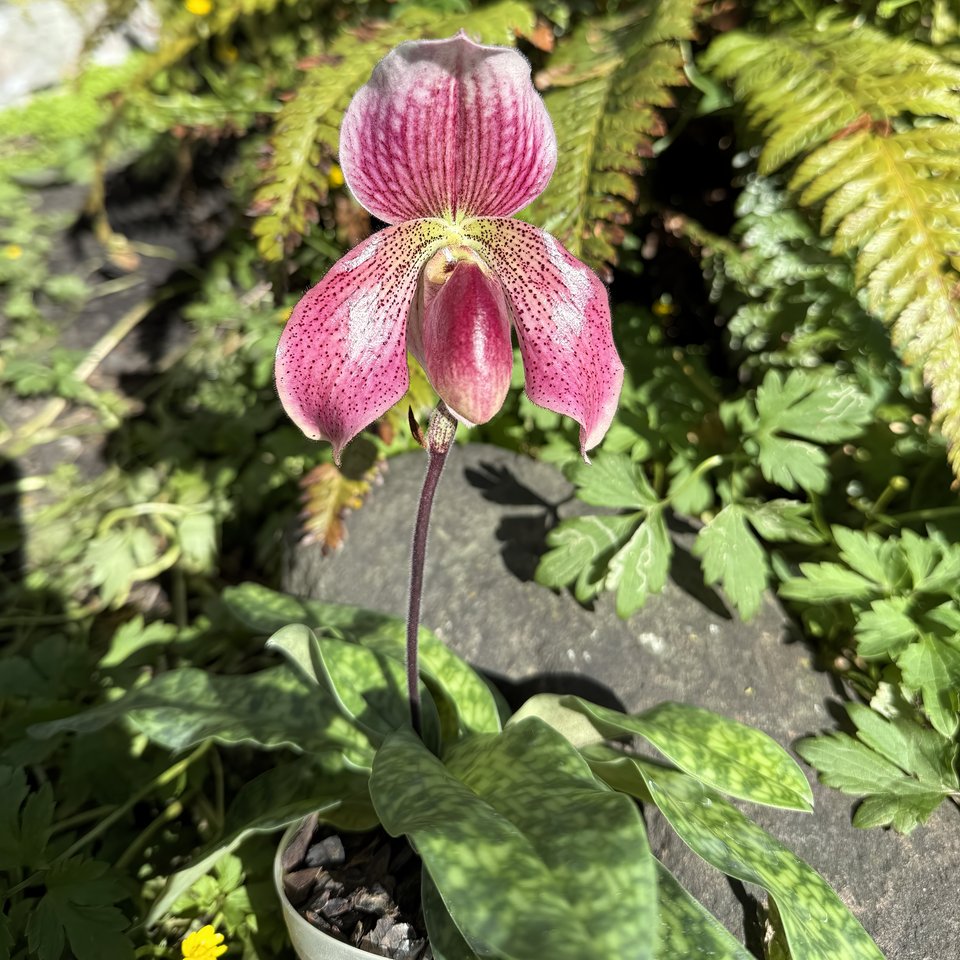 Paphiopedilum Maudiae Vinicolor x P. concolor