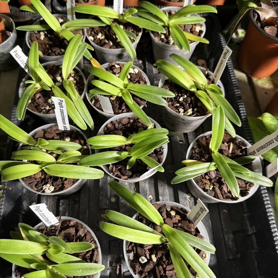 Paphiopedilum coccineum alba