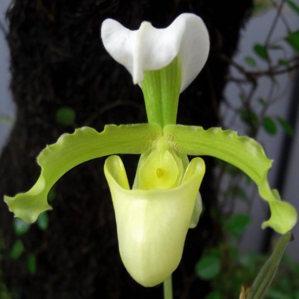 Paphiopedilum coccineum alba