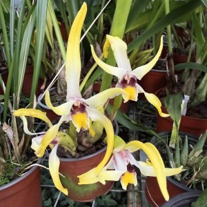 Maxillaria callichroma