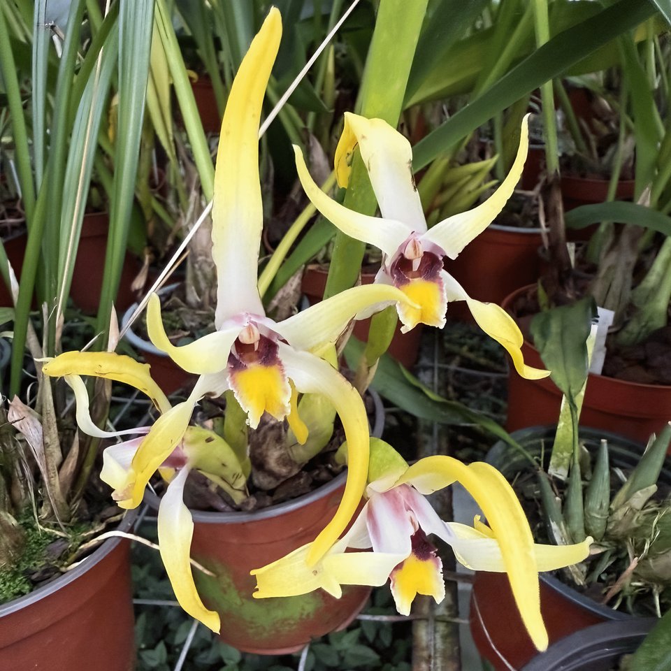 Maxillaria callichroma