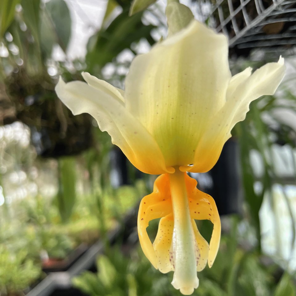 Stanhopea radiosa