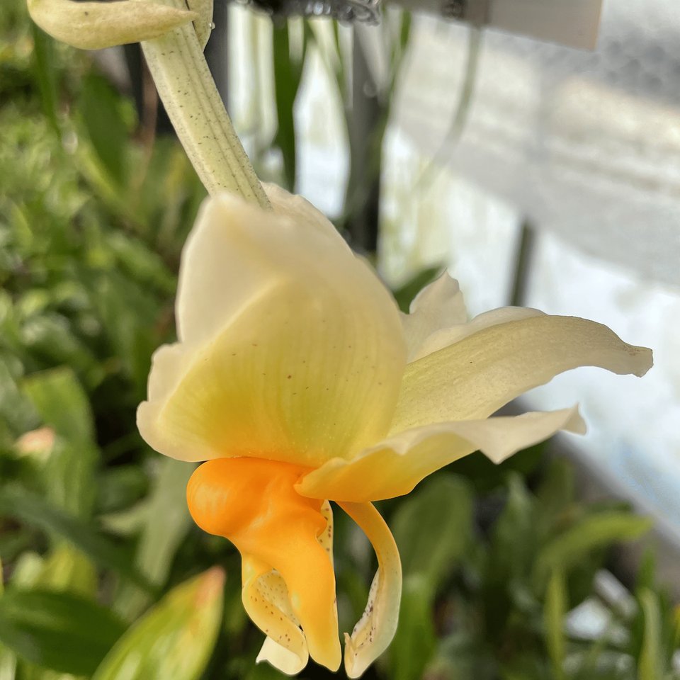 Stanhopea radiosa