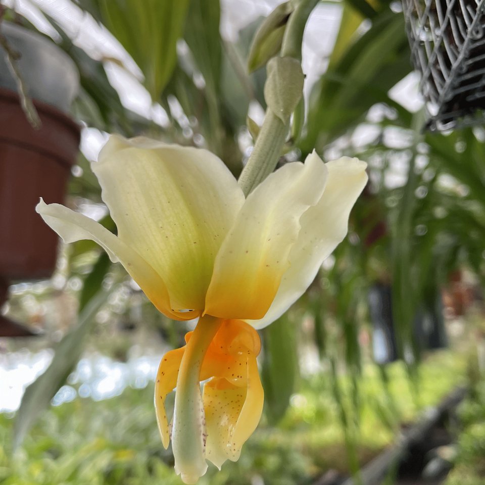 Stanhopea radiosa