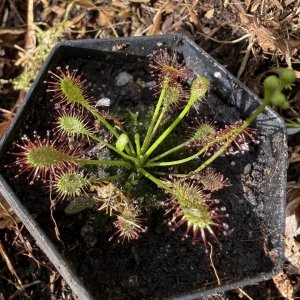 Drosera intermedia