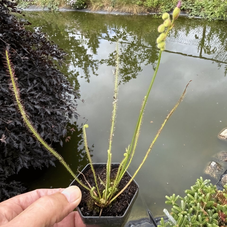 Drosera filliformis ssp. filliformis