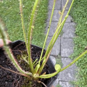 Drosera filliformis ssp. filliformis
