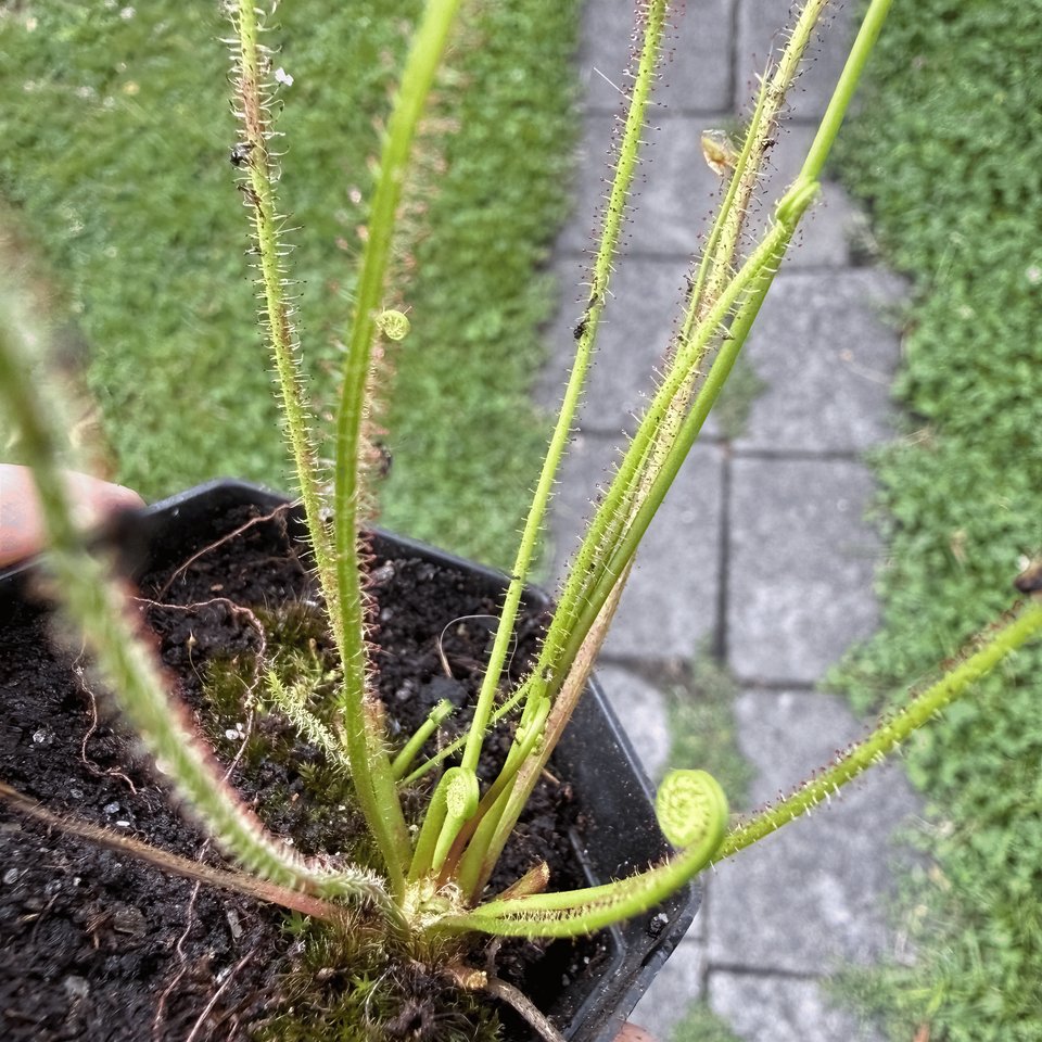 Drosera filliformis ssp. filliformis