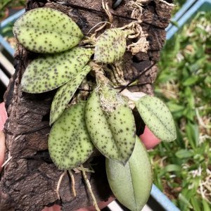 Acianthera crinita
