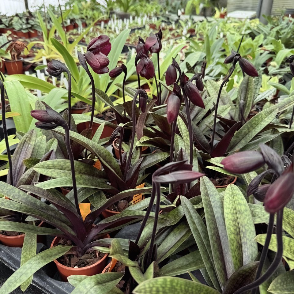 Paphiopedilum ,,Black Jack''