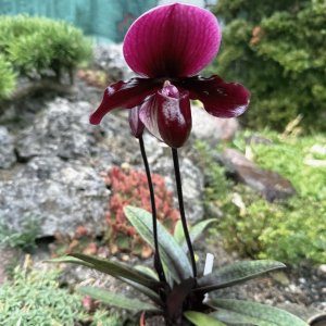 Paphiopedilum ,,Black Jack''