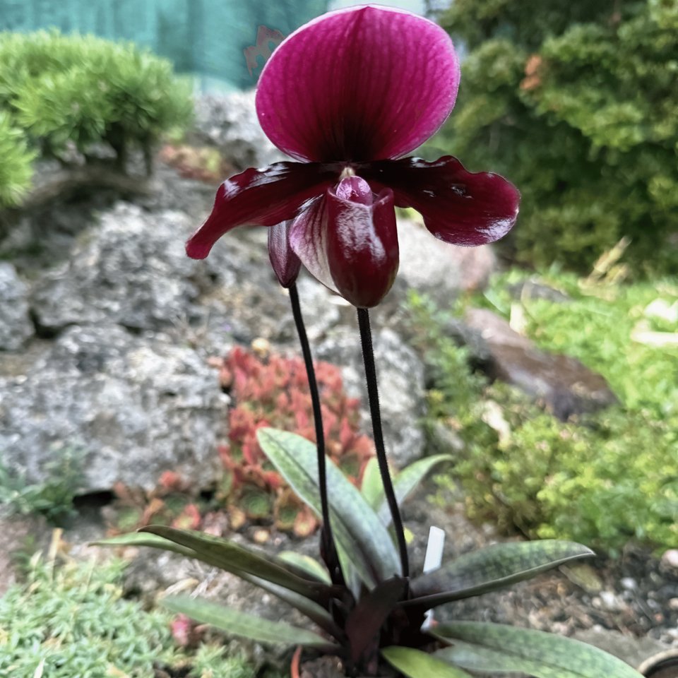 Paphiopedilum ,,Black Jack''