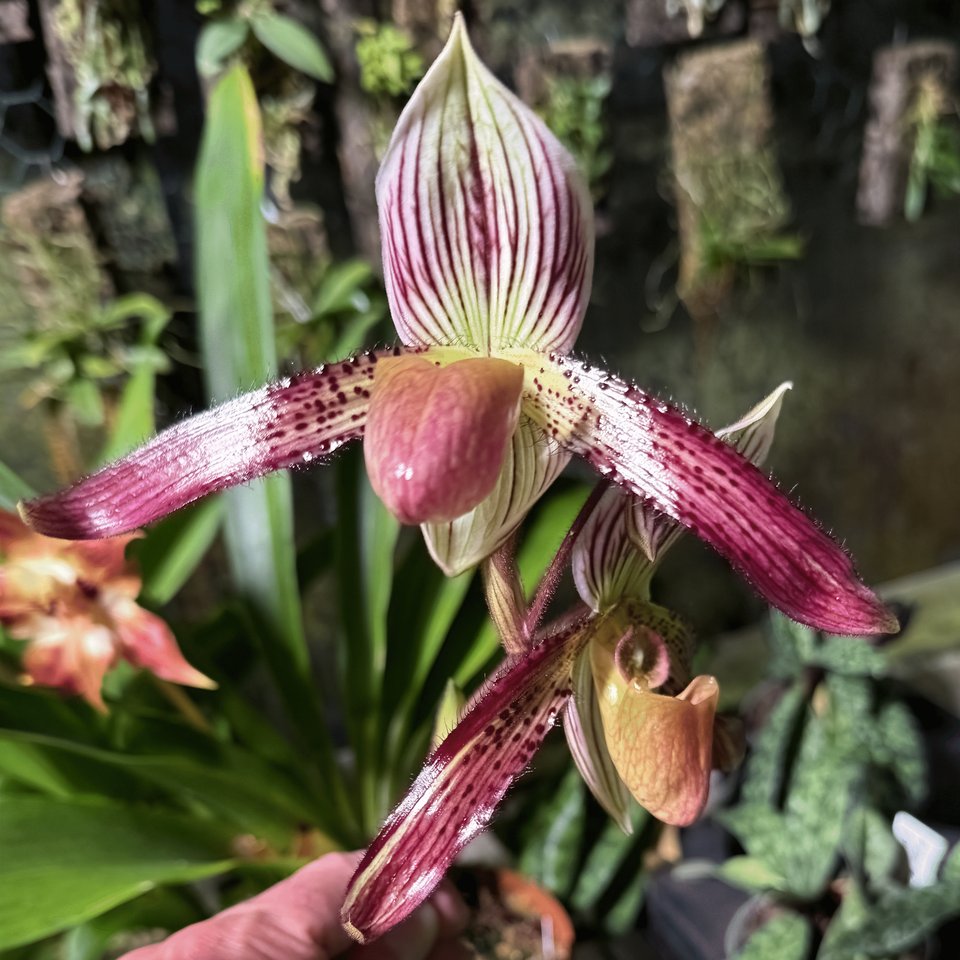 Paphiopedilum callosum x Paph. philippinense
