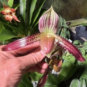 Paphiopedilum callosum x Paph. philippinense