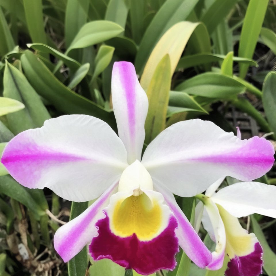 Cattleya eldorado semi-alba Flamea ,Fairy'