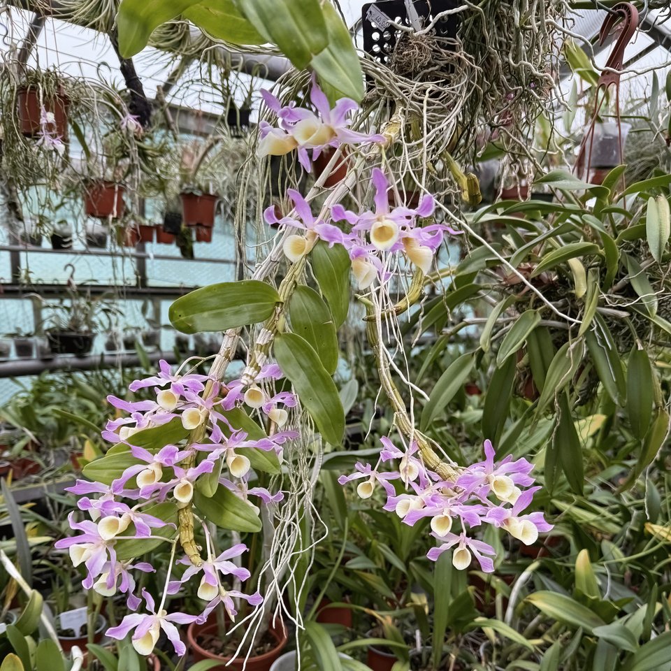 Dendrobium hildebrandii syn. signatum