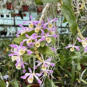 Dendrobium hildebrandii syn. signatum