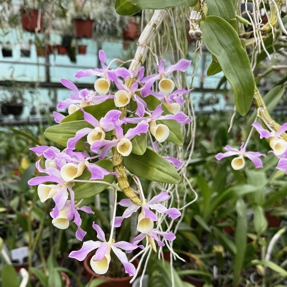 Dendrobium hildebrandii syn. signatum