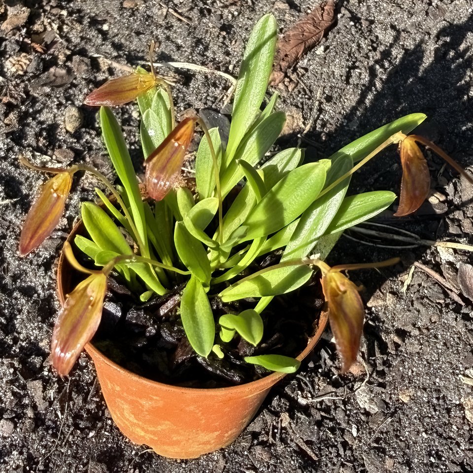 Barbosella cucculata