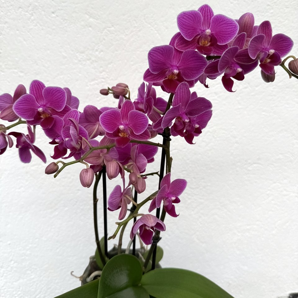 Phalaenopsis hybrid 'Pink'