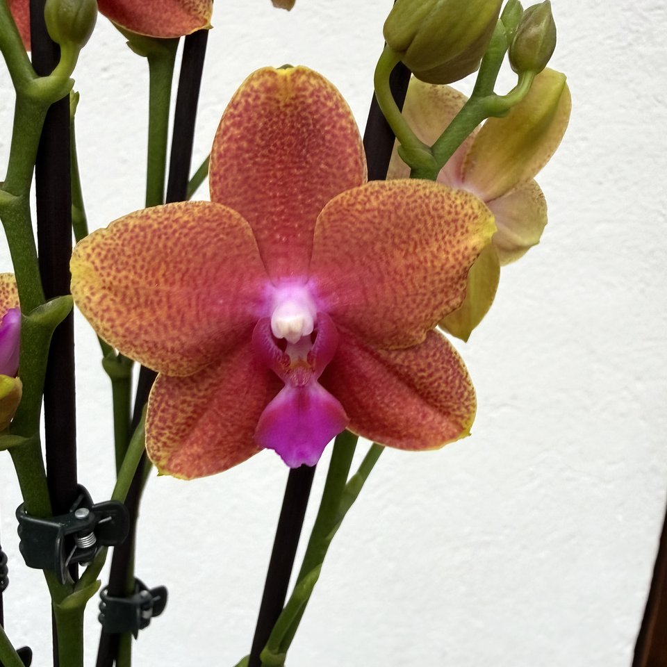 Phalaenopsis Hybrid 'Orange' Fragrant